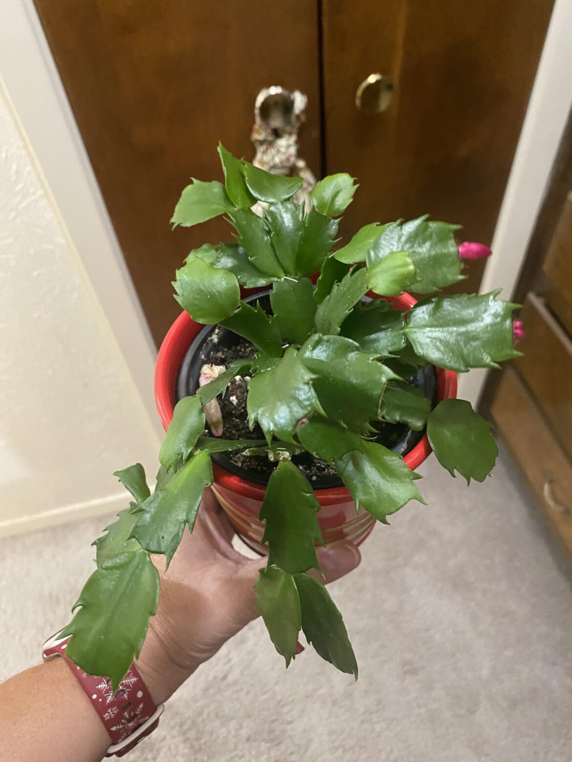 Gifted a cactus from work