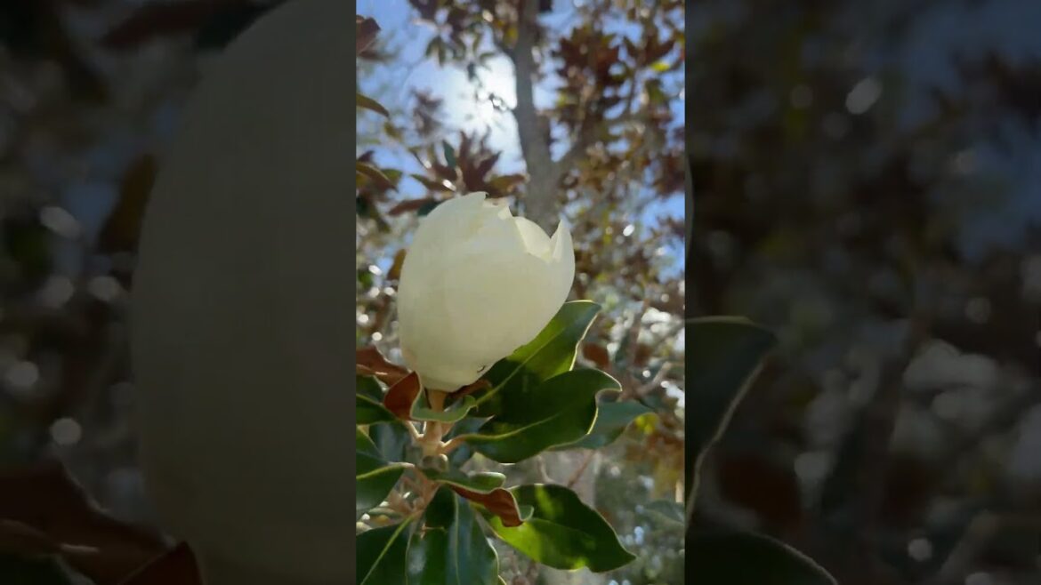 Beautiful Magnolia flowers!#trending #nature #foryou #viralvideo #shorts