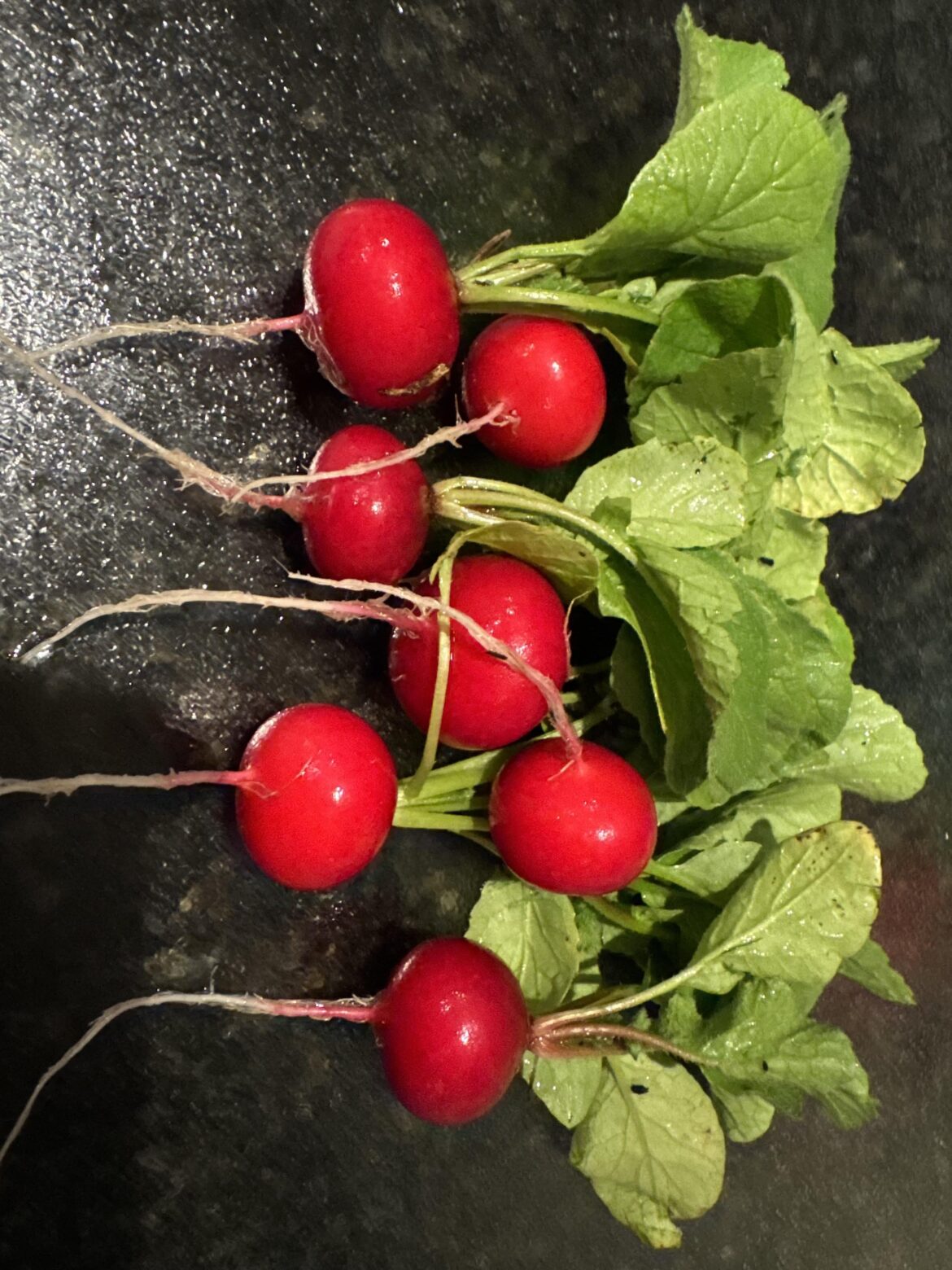 My very first radishes in my life!!