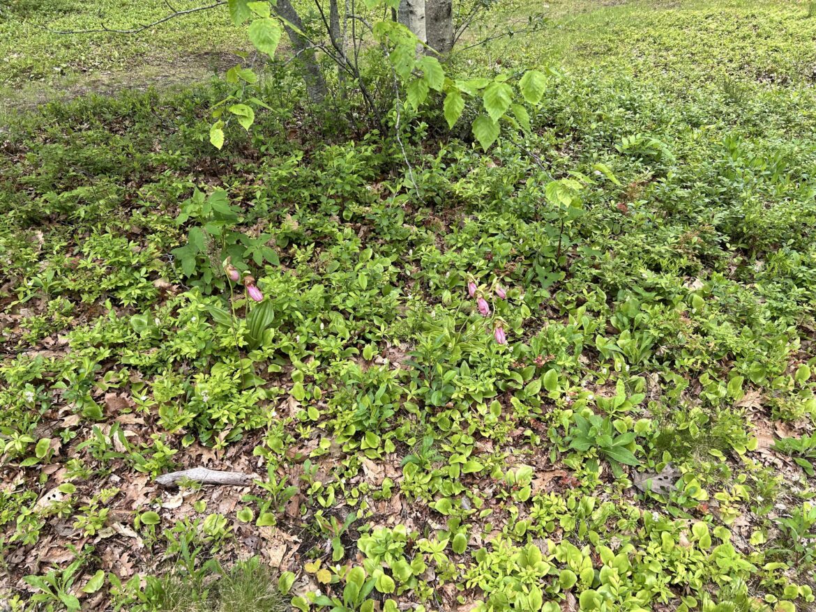 Propagation of pink lady’s slipper orchids?