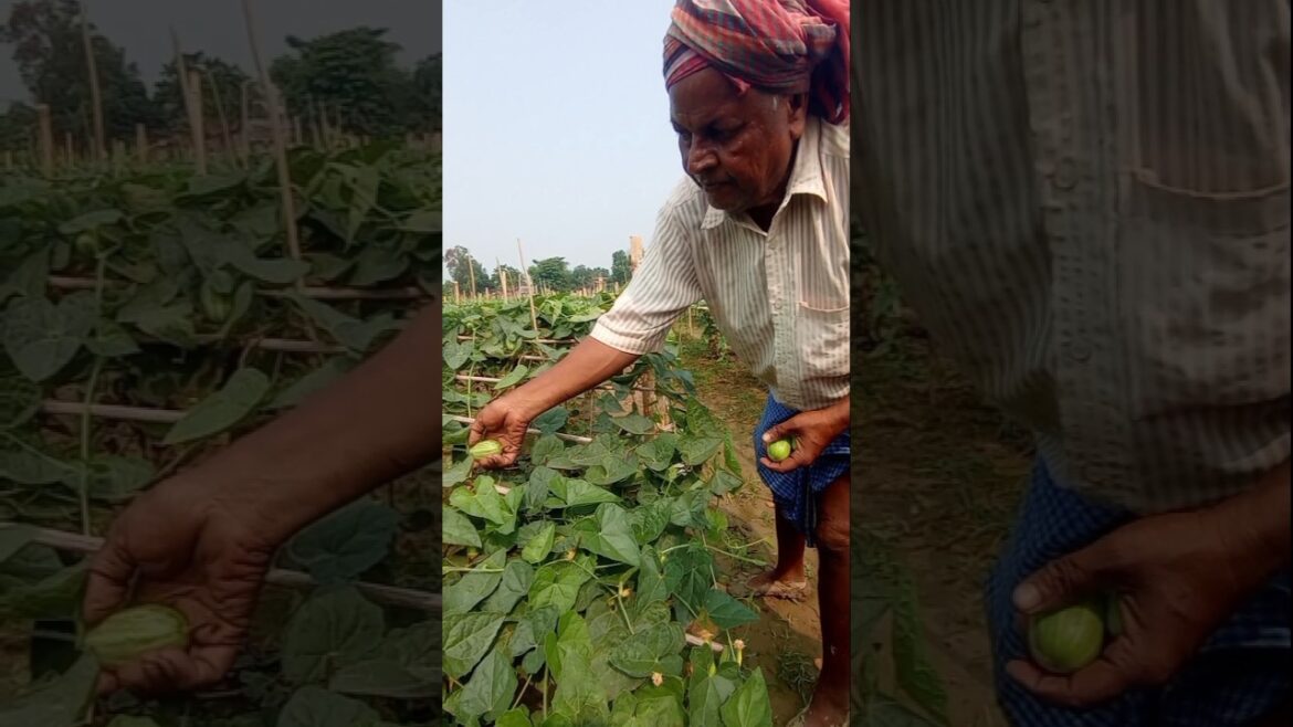 Healthy Pointed Gourd Harvest in Cool Morning Weather #shorts