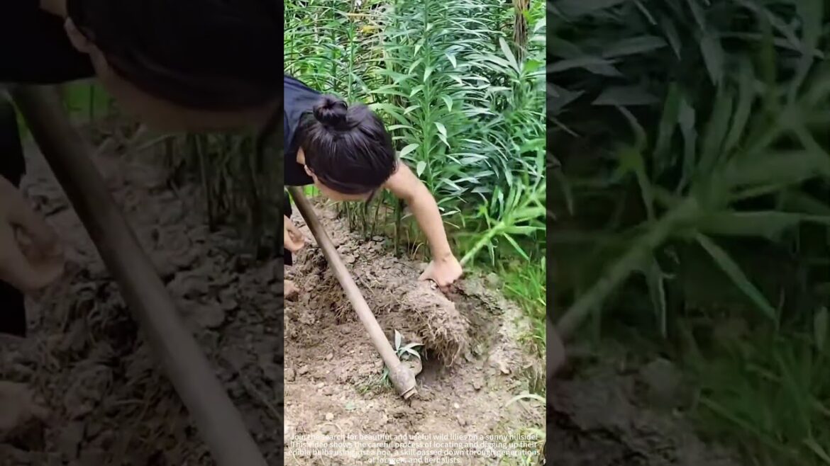 Digging Wild Lilies on the Hillside! 🌸