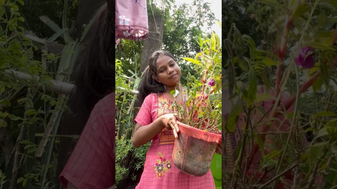 এই দেখ আমার গুপ্তধন😱||#minivlog#garden#plants#cosmos#shorts#marigold#gardeningtips#ytshorts#flowers
