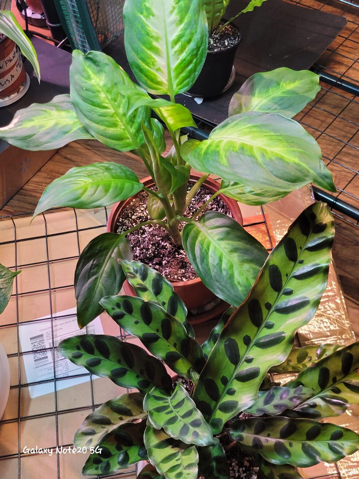 They look so happy and so am I 🥰