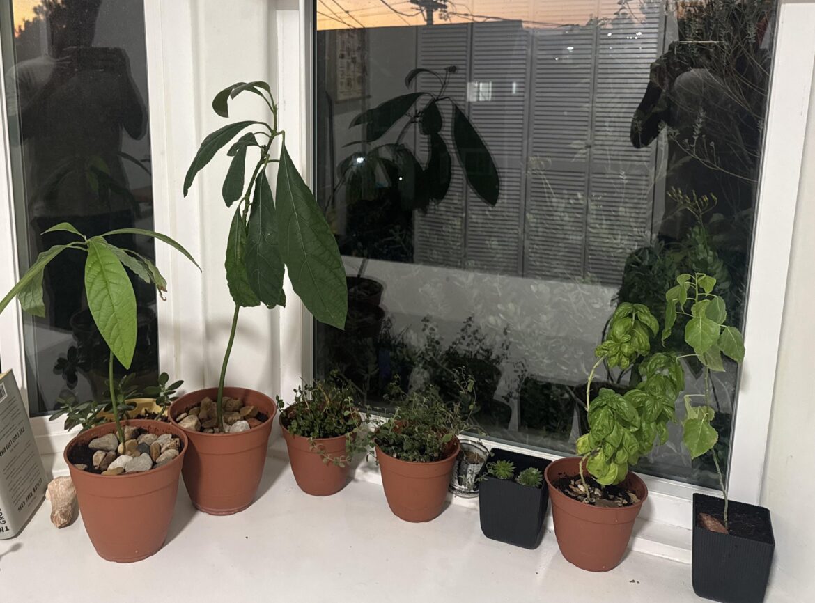 My plants have finally adjusted