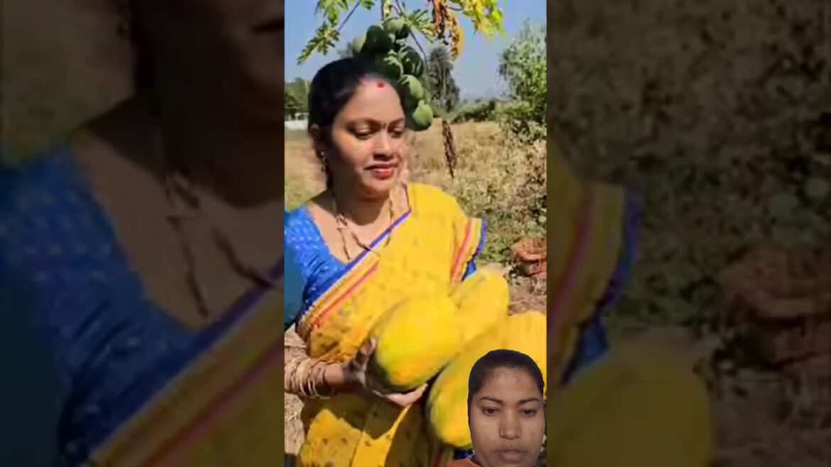 👌Papaya harvesting 😘 #gardening #youtubeshorts #ytshorts #viralvideo #mahisowjigarden
