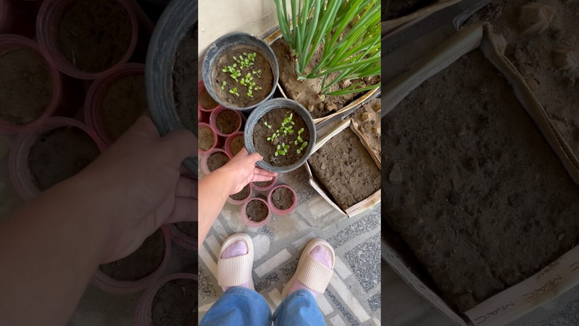 Terrace gardening mein sbse bde problem😭#shorts #plants #gardening #ashortaday