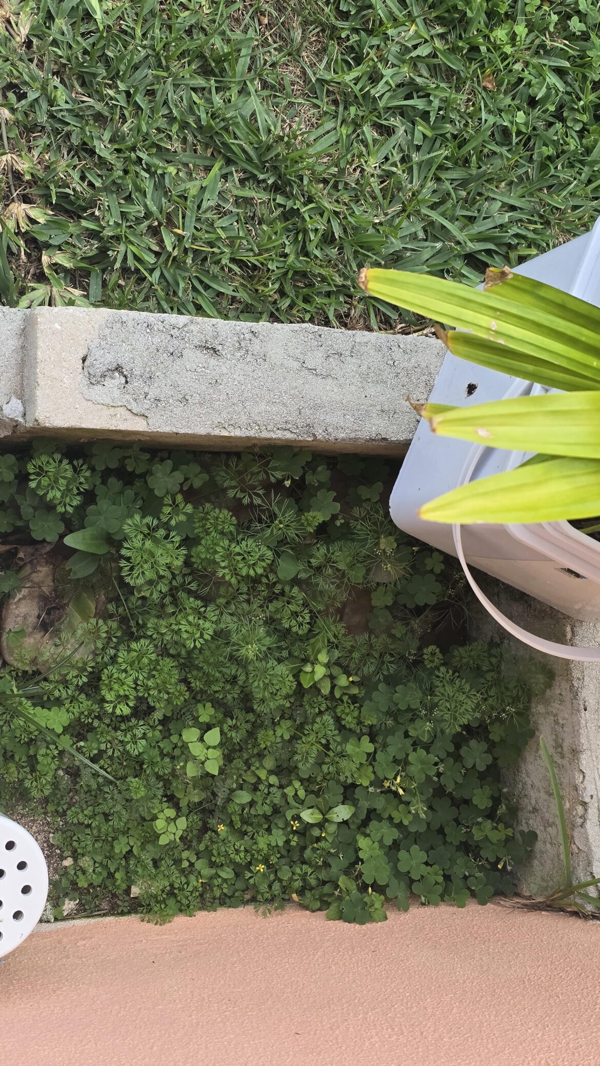 Why this small section has completely different grass and what are they?