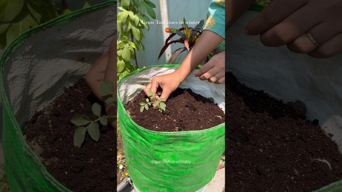 Growing Tomatoes at Home #tomato #shorts