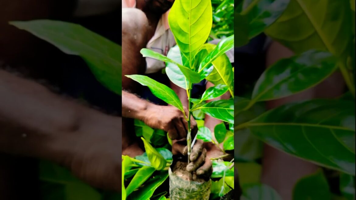 Pink Jackfruit Grafting Step-by-Step | Quick 30s Guide #shorts Pink Jackfruit Grafting Step-by-Step | Quick 30s Guide #shorts