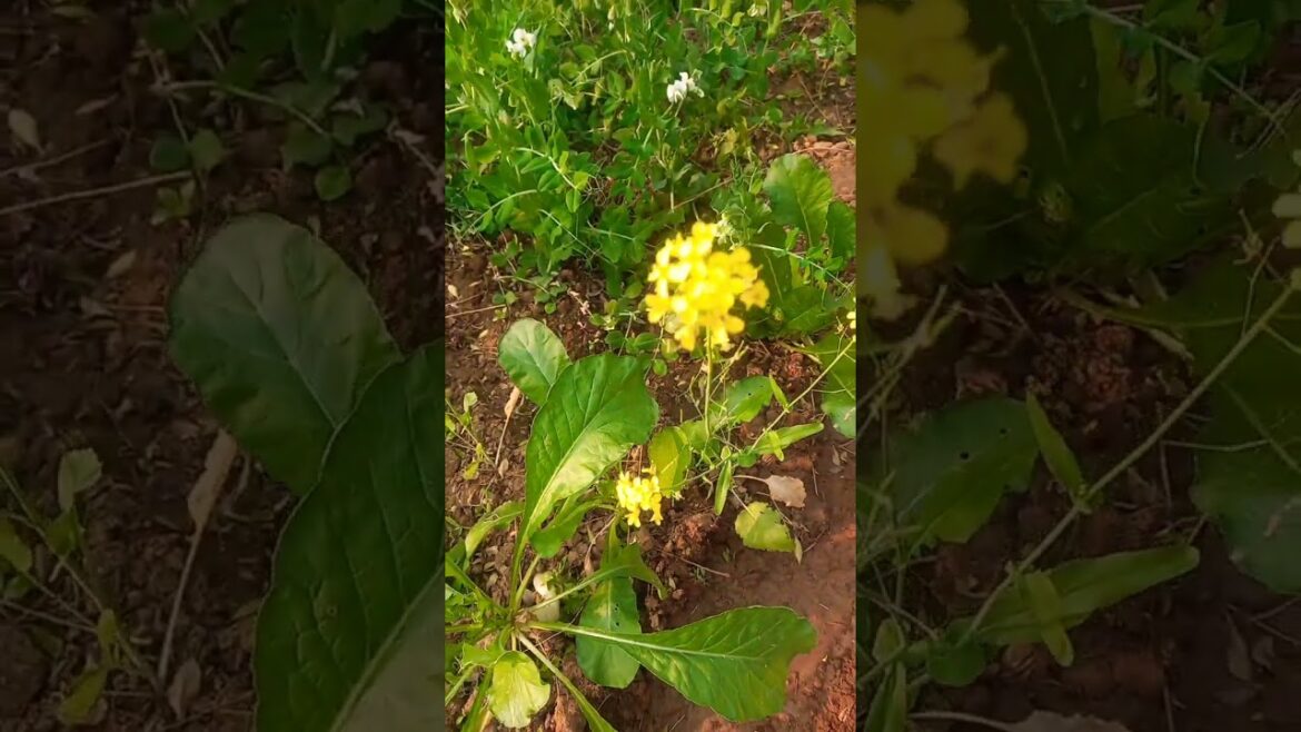 Beautyful plans #flowers