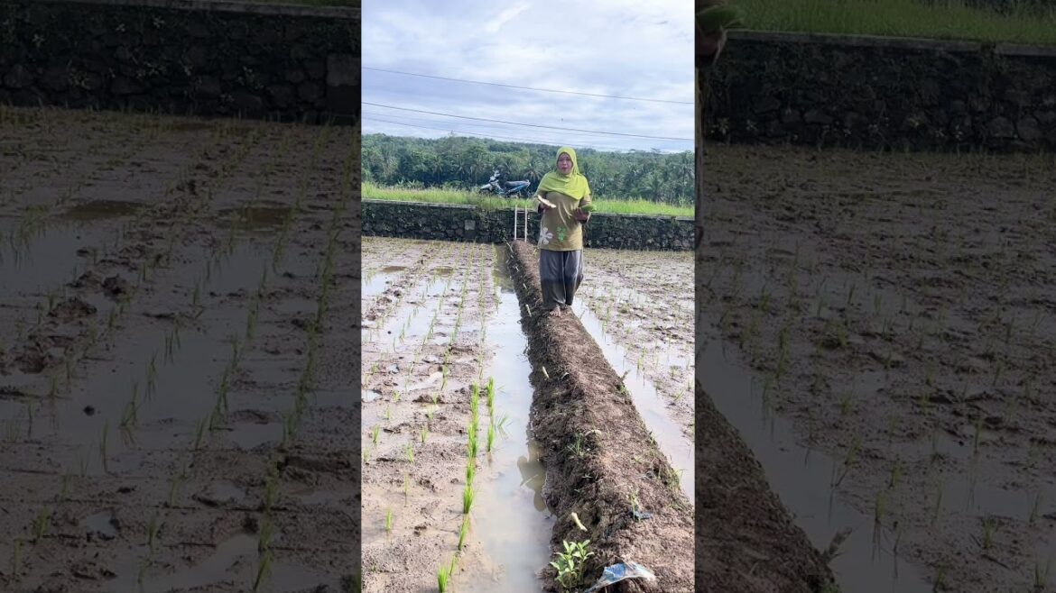 Cara Nyelametin Padi muda dari Serangan Keong. #gardening #sawah #tips #keongsawah #garden #kebun Cara Nyelametin Padi muda dari Serangan Keong. #gardening #sawah #tips #keongsawah #garden #kebun