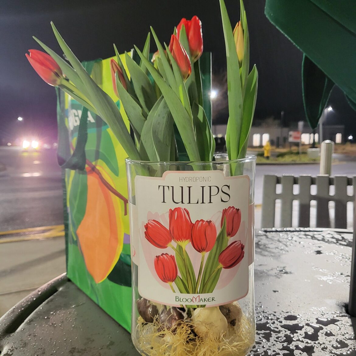 Anyone have experience with these hydroponic tulips?