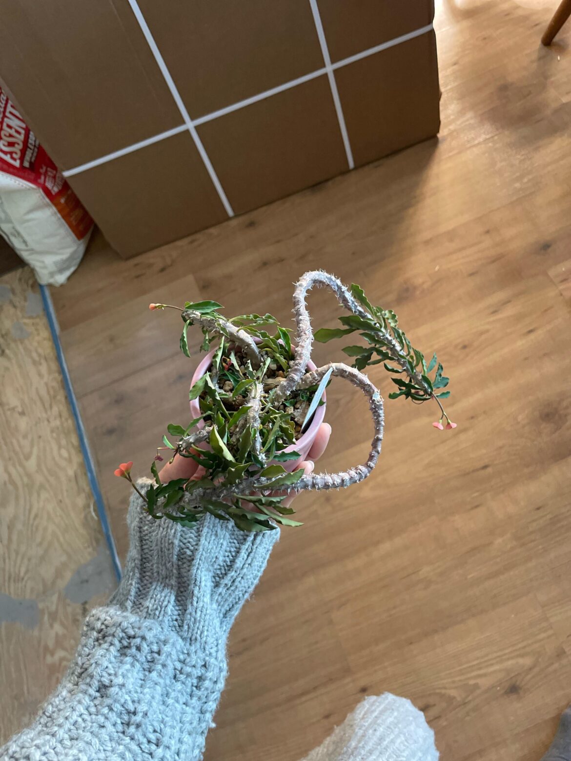 Finally time for a repot on my twisty lady