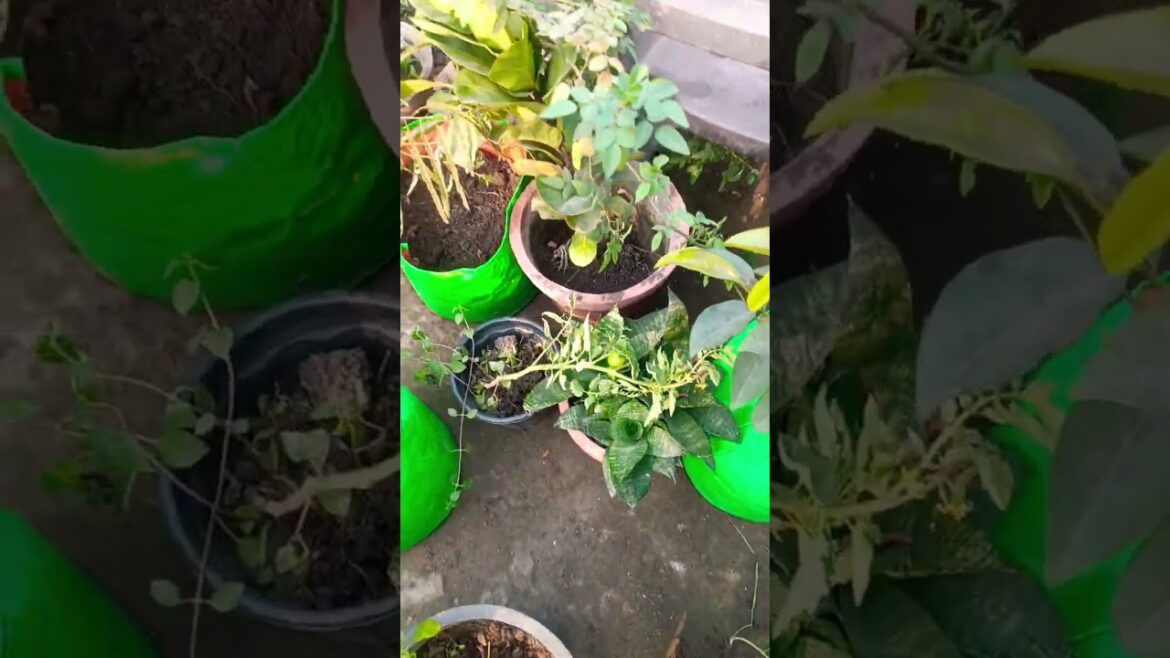 🌲🪴weekly gardening routine work #farming #gardening #garden #terracegardenindia #flowers#organic