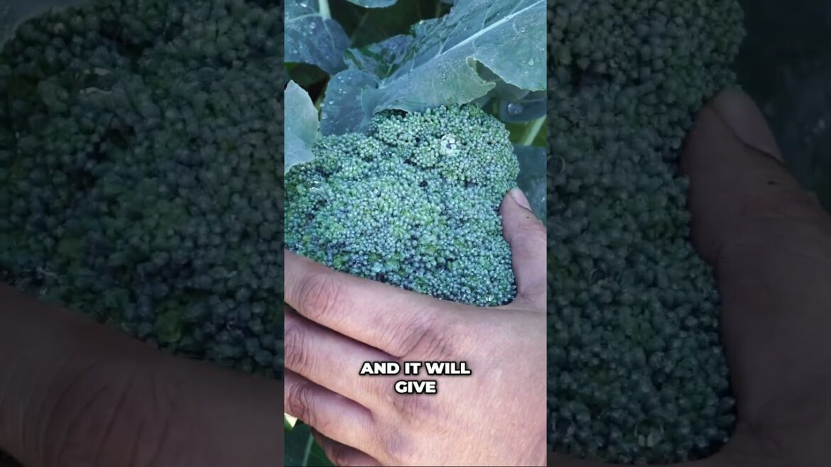 Broccoli in Winter: Quick Planting Guide (Zone 10) #shorts