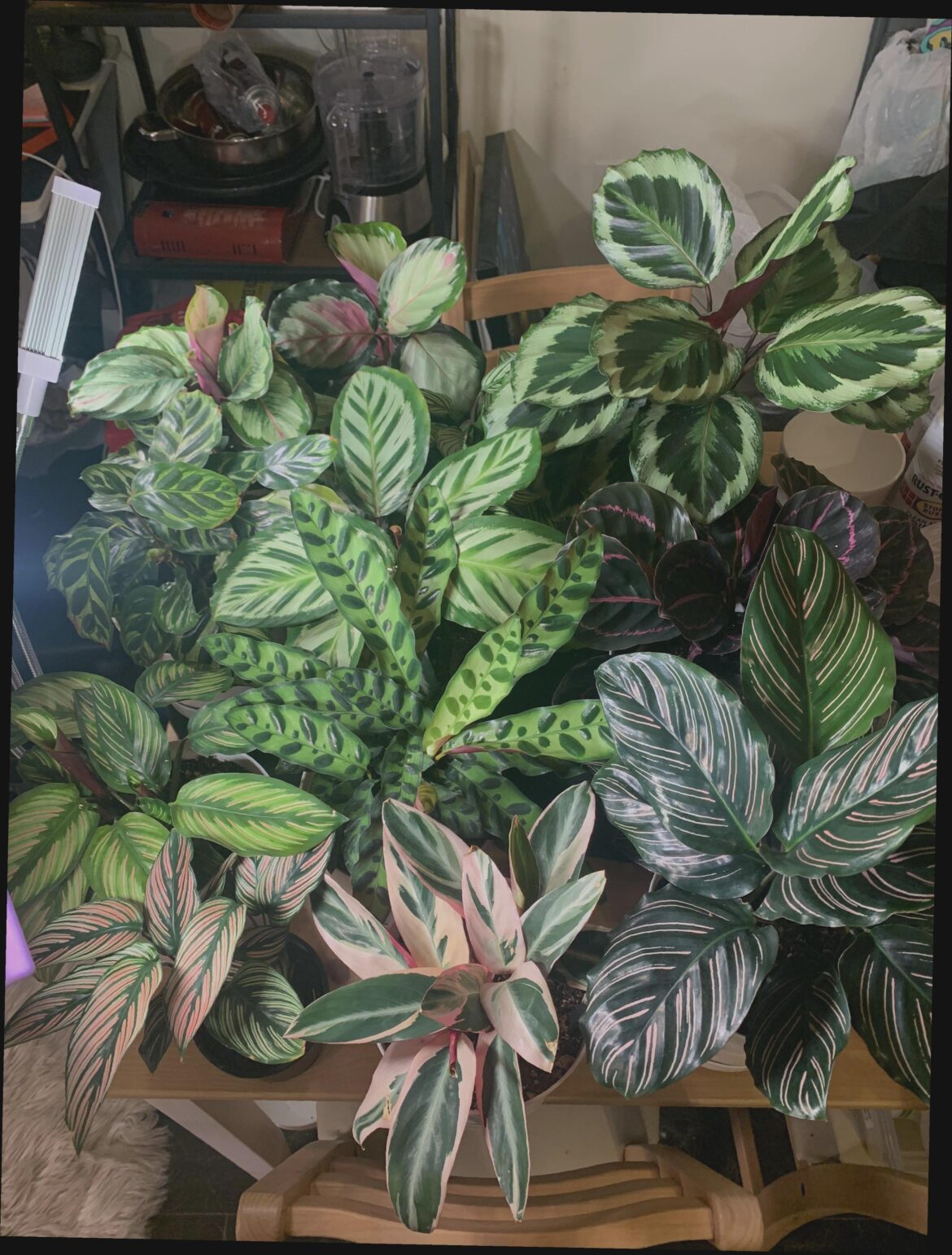 Family photo before I give half away to friends