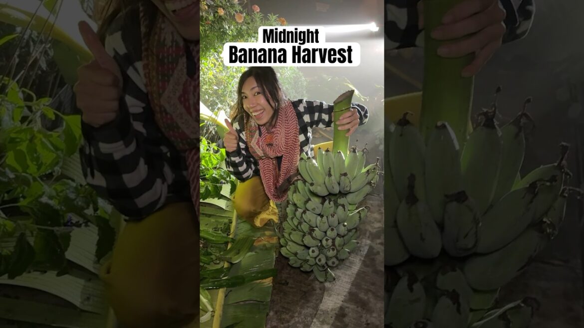 Why I harvest bananas in middle of night