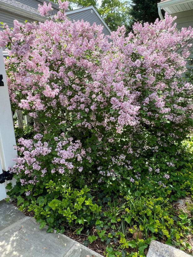 A fragrant Palabin lilac appears on Long Island, N.Y. on May 24, 2024. (Jessica Damiano via AP)