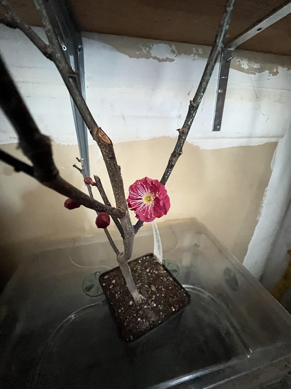 Walked in my unheated Garage and Found This