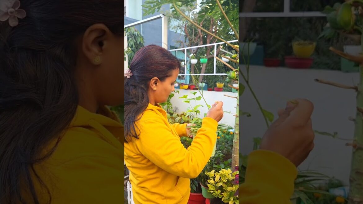 Coleus /spider decor ideas in small pot🪴♻️#shorts#spiderplantdecoration#houseplants#coleus#asmr