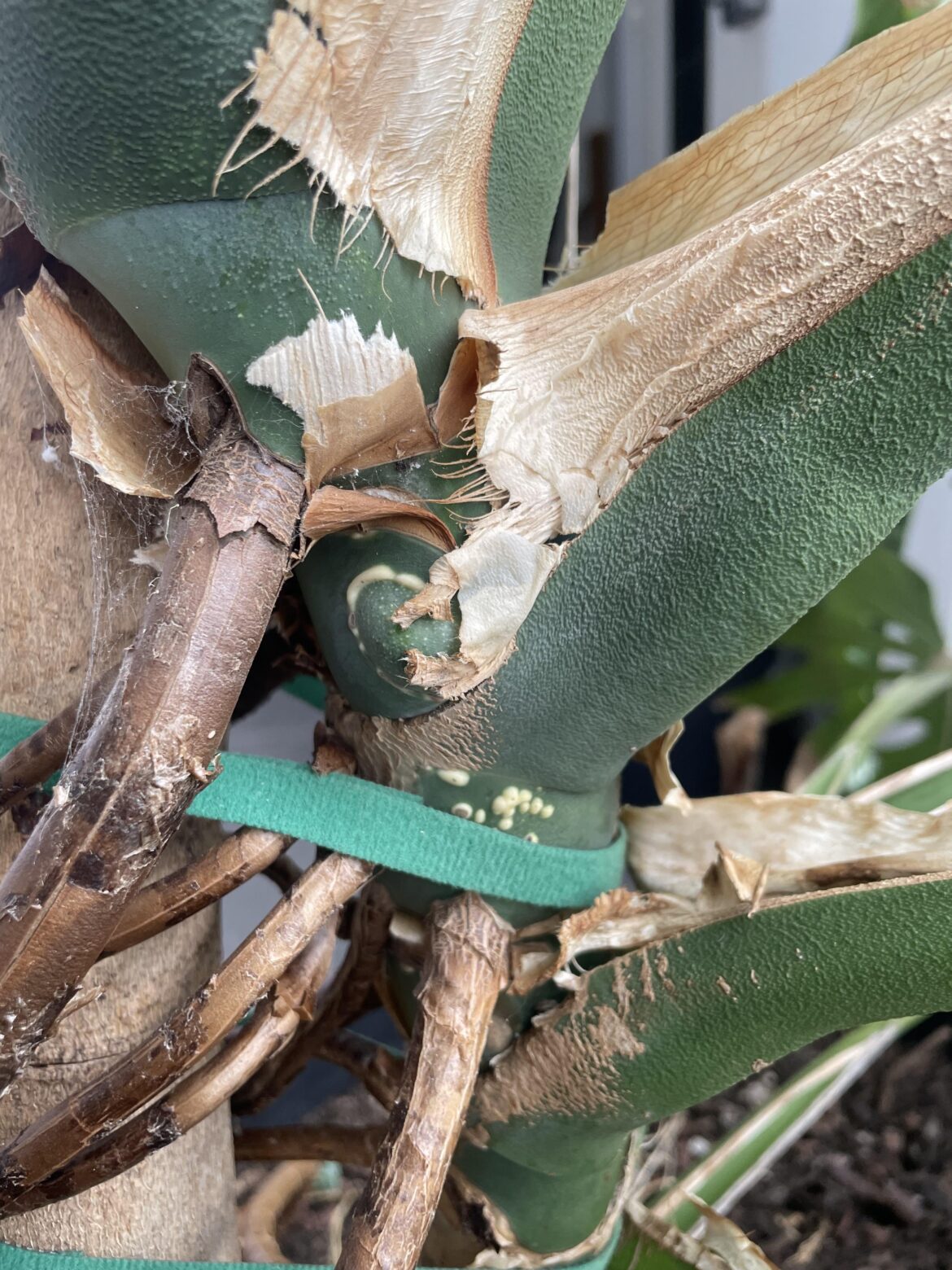 White/yellow blobs on stem