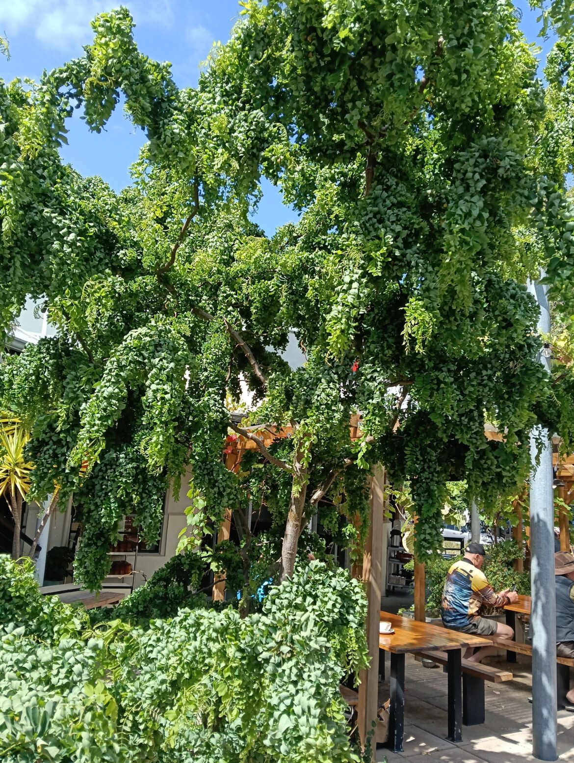 Potted tree in Australia