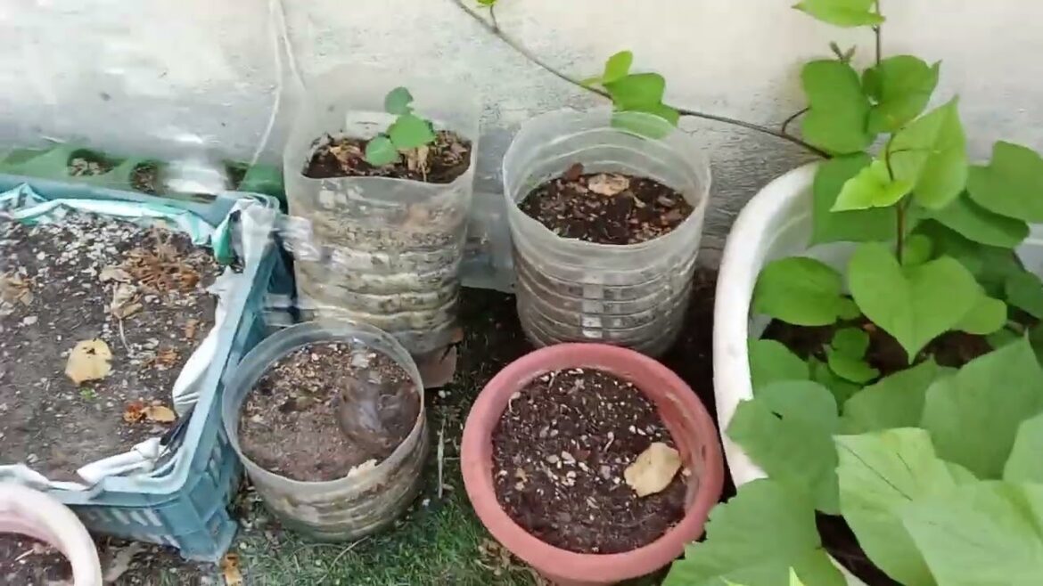 May little garden in Bahrain #lifeofw #lealausin