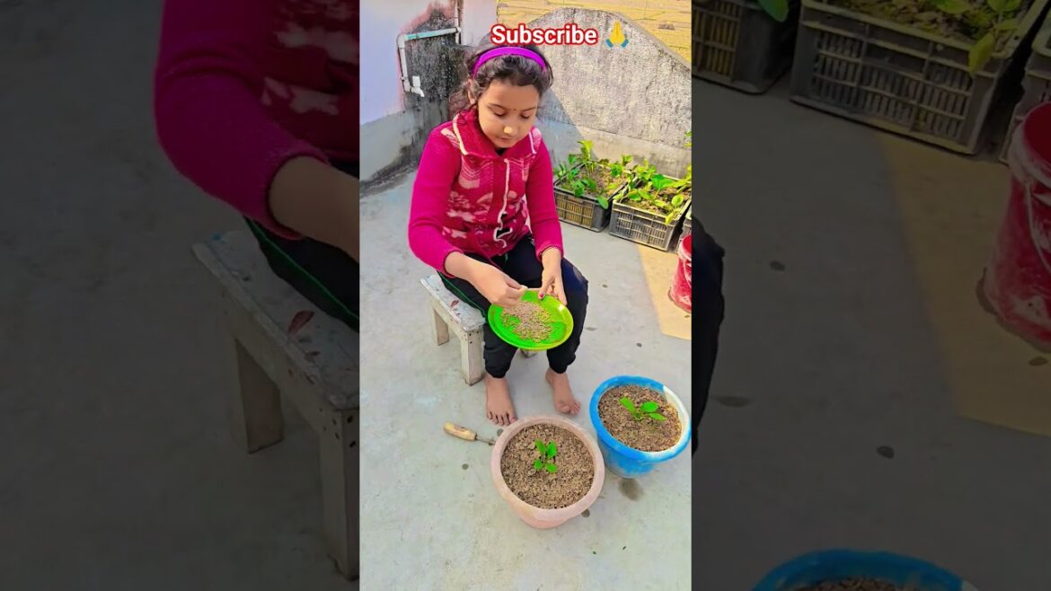 এস্ট্রা গাছে কি খাবার দেবেন #garden #gardening #flowers #nursery  #UpdateGardening #chadbagan