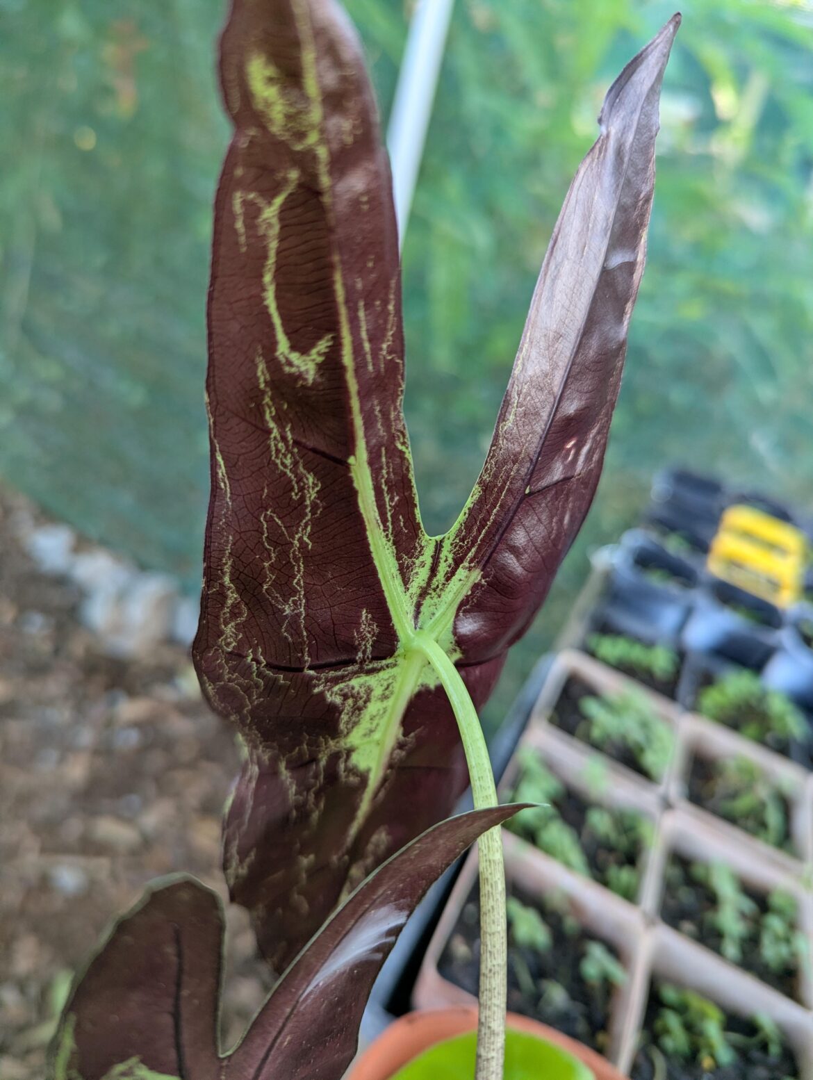 Alocasia Longilobia, were those marks created by an insect?