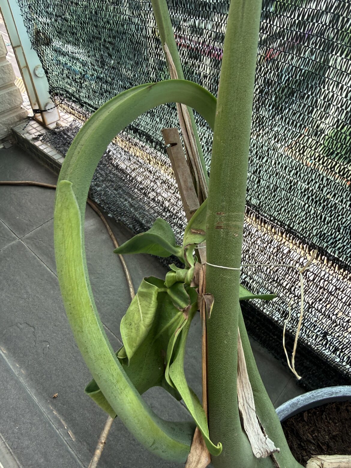 What on earth is going on with my Monstera leaf?
