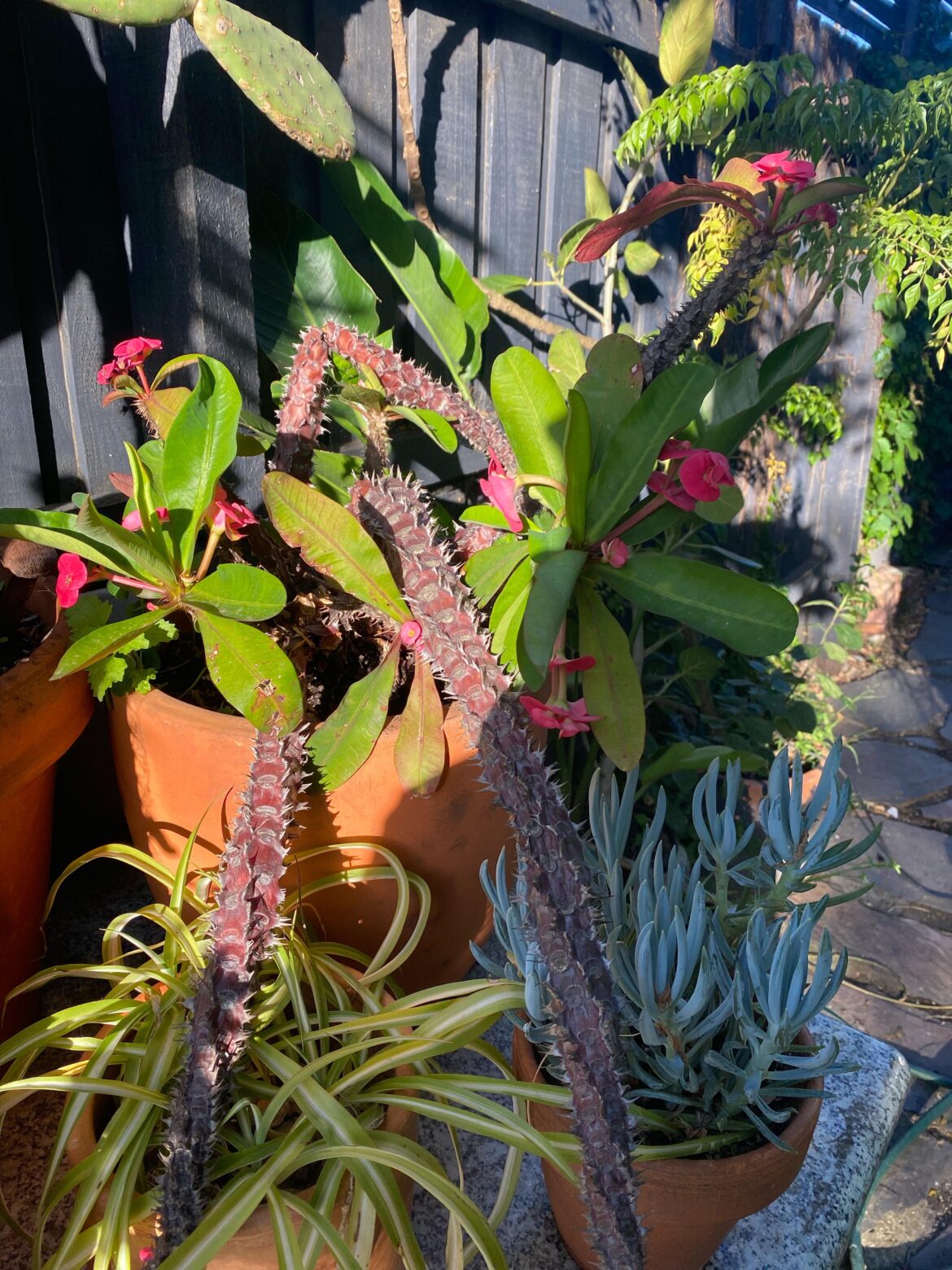 Crown of Thorns - help!!