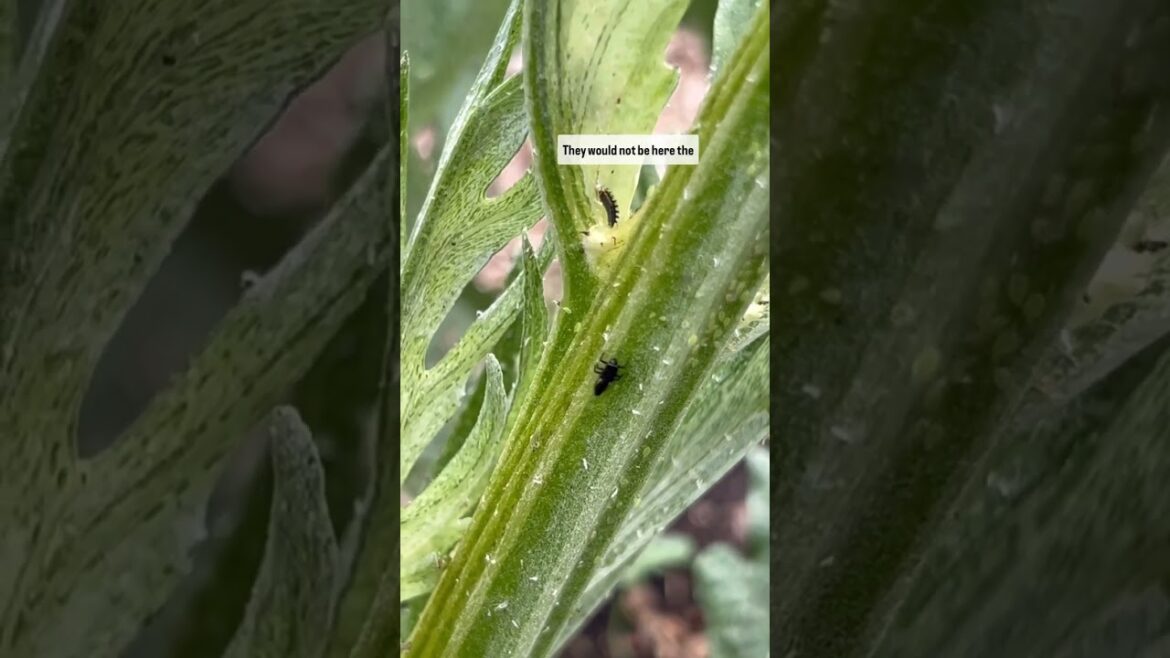 Don’t wreck your garden ecosystem Don’t wreck your garden ecosystem