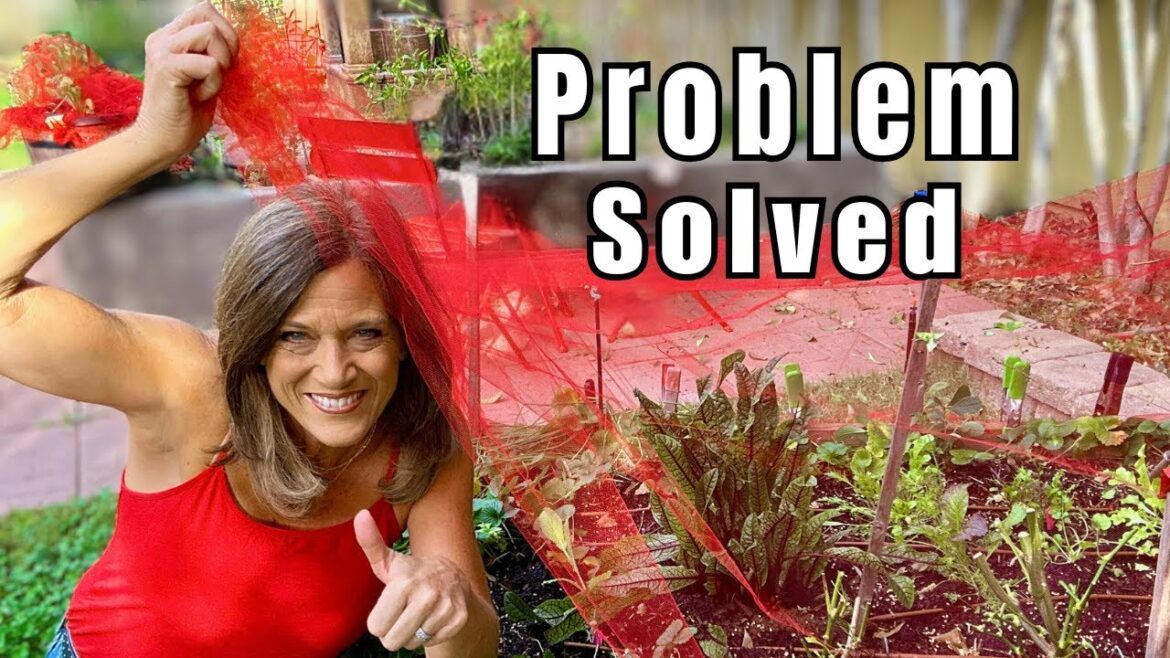 This Layered Garden System Solved My Seed Problems