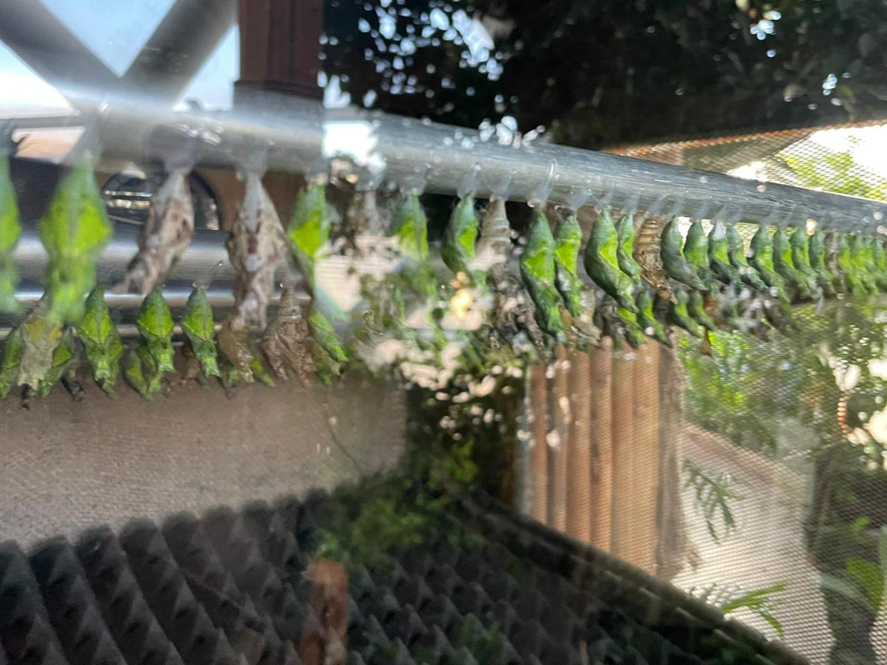 An interior view of the Konya Tropical Butterfly Garden, Konya, Türkiye, Dec. 17, 2025. (Photo by Koray Erdogan/Türkiye Today)