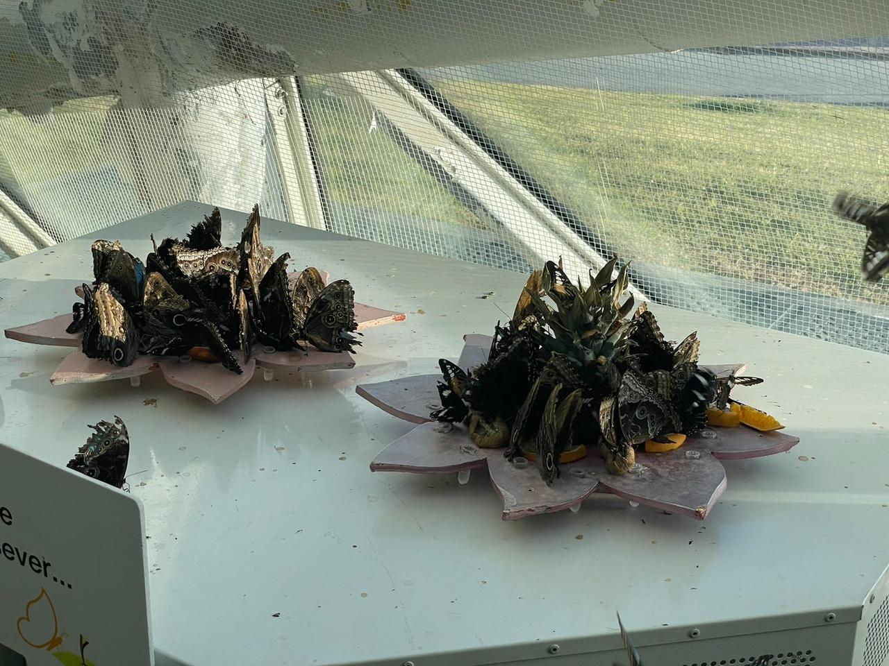 A view of butterflies inside the Konya Tropical Butterfly Garden, Konya, Türkiye, Dec. 17, 2025. (Photo by Koray Erdogan/Türkiye Today)