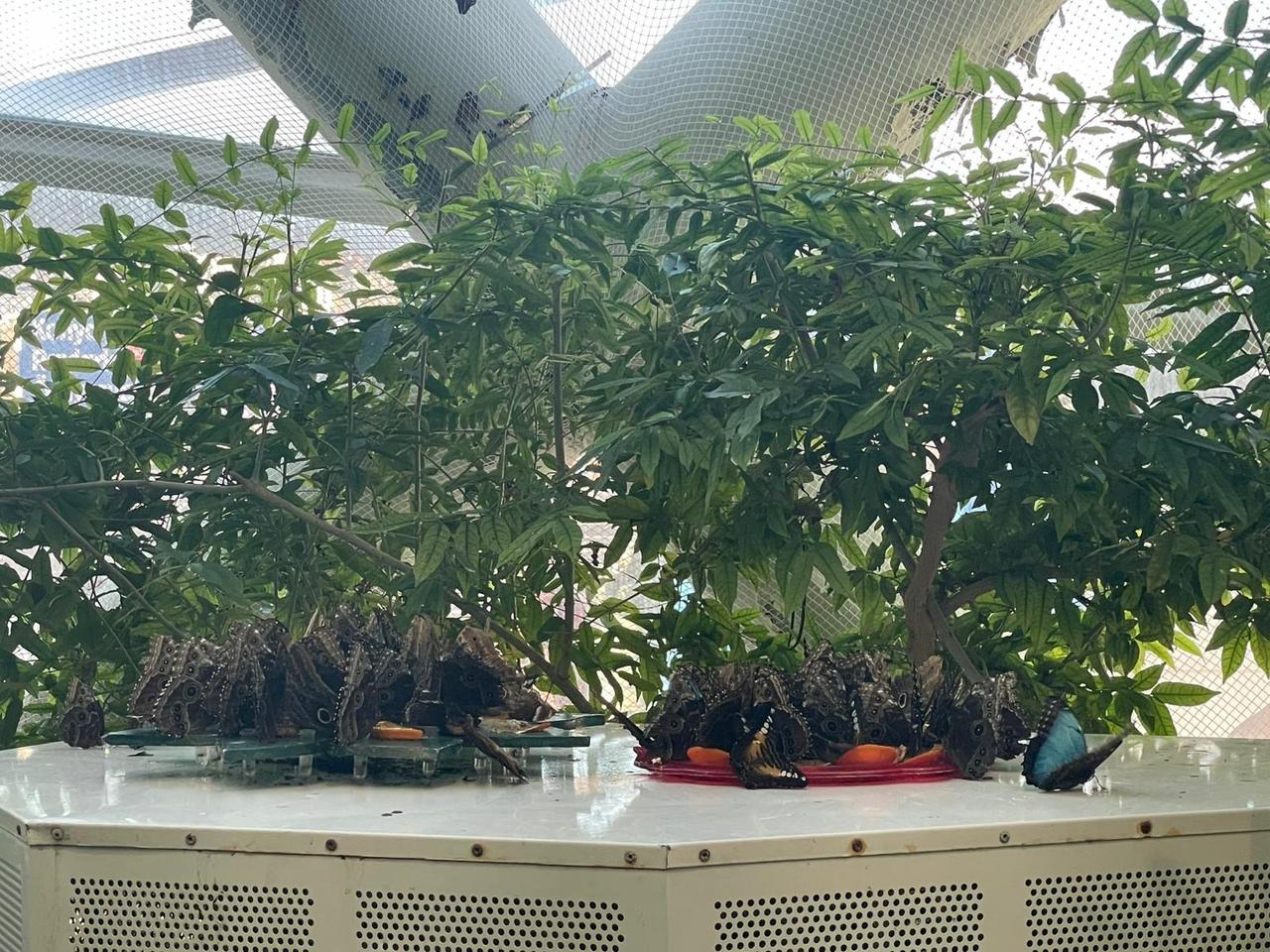 A view of butterflies inside the Konya Tropical Butterfly Garden, Konya, Türkiye, Dec. 17, 2025. (Photo by Koray Erdogan/Türkiye Today)
