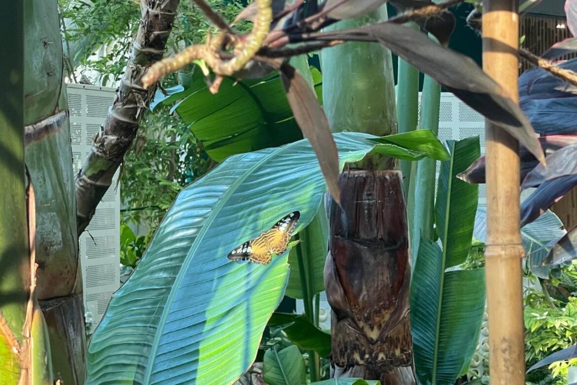 Konya Tropical Butterfly Garden offers immersive window into living world of insects An interior view of the Konya Tropical Butterfly Garden, Konya, Türkiye, Dec. 17, 2025. (Photo by Koray Erdogan/Türkiye Today)