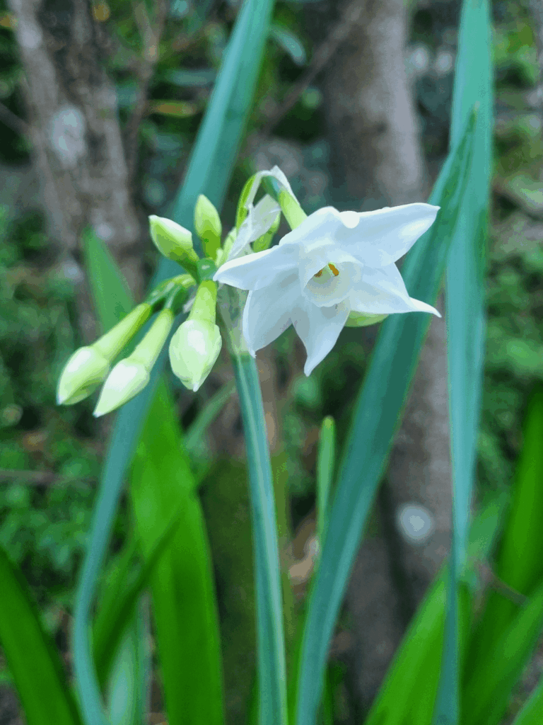 First little paperwhite daff showing yesterday