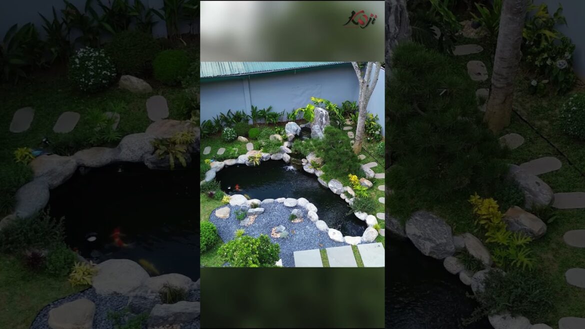 #koji #hocakoidep #cakoi #hocakoi #bonsai #sanvuon #caycanh #sanvuondep #thietkesanvuon