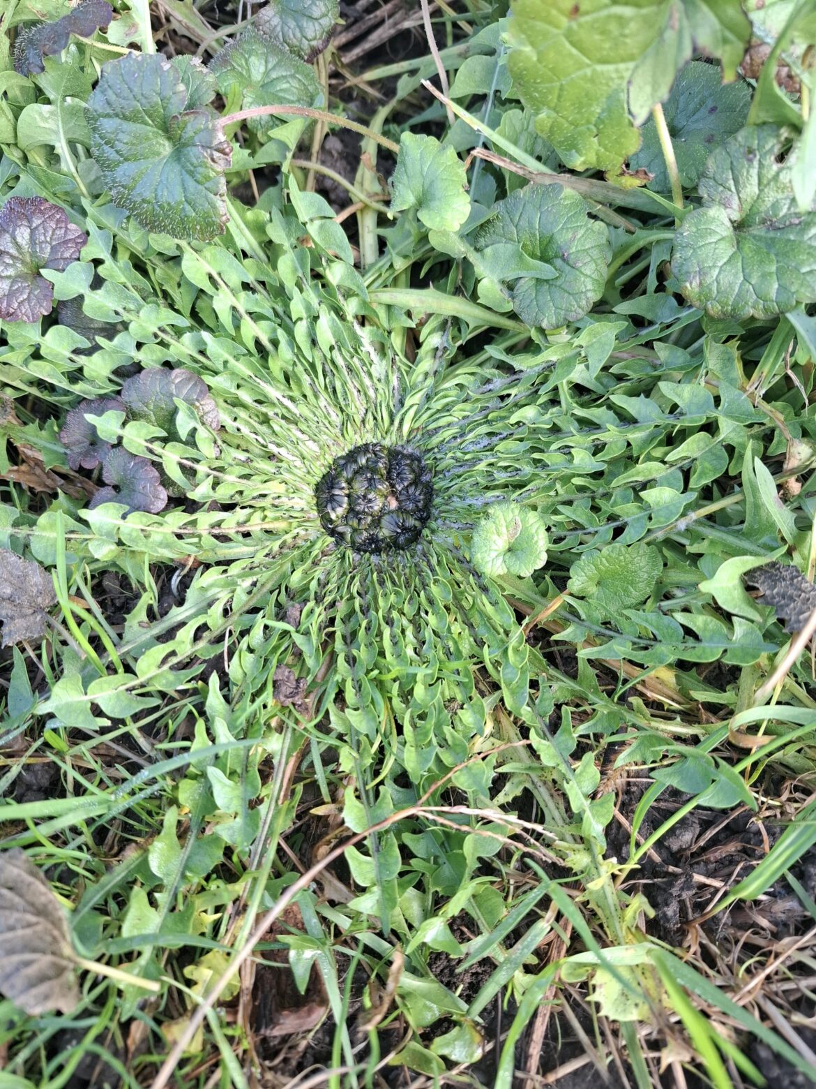 Is this also Fasciation?