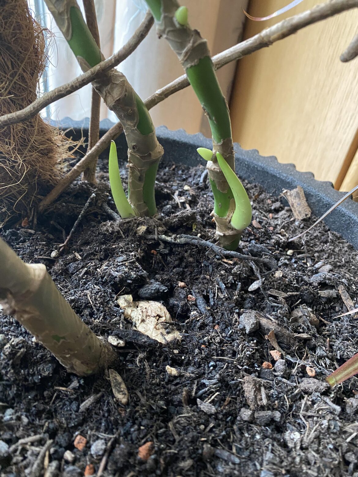 What’s my big guy doing?