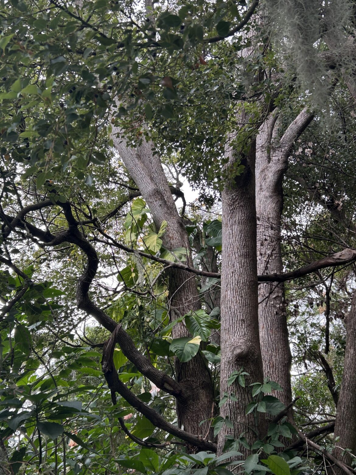 Pothos in Jacksonville Florida
