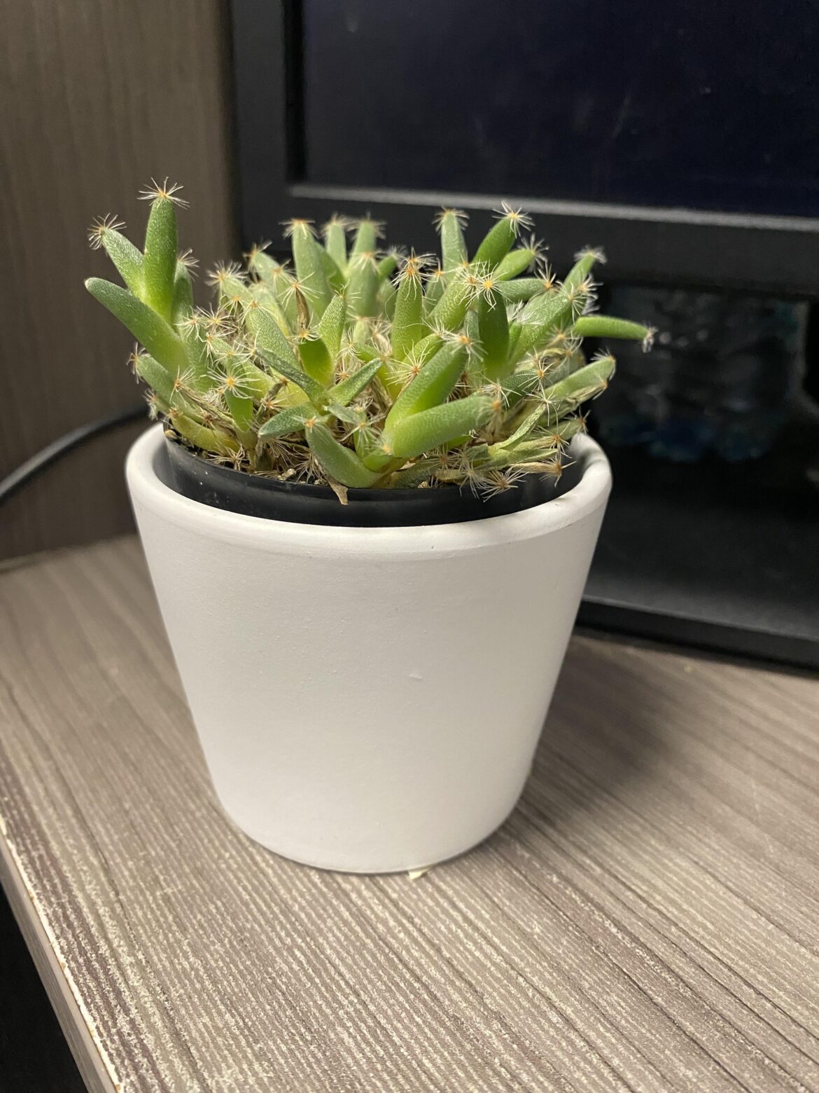 My boss gifted me my first cactus
