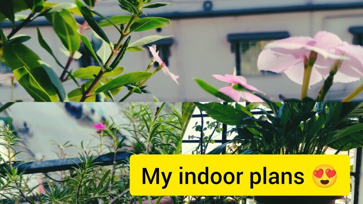 My indoor plans.. Plantation.. How to care indoor plans..#plants #indoorplants #youtubevideo