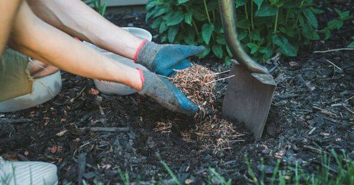 Gardeners should complete ‘key job’ by the end of next month, expert warns Devon Live
