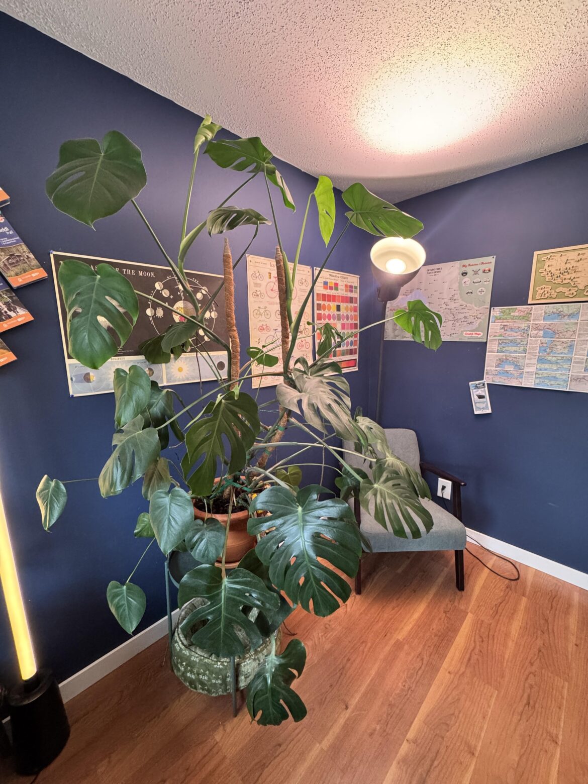 He’s getting a bit too big for my room. Any recommendations? He’s getting a bit too big for my room. Any recommendations?