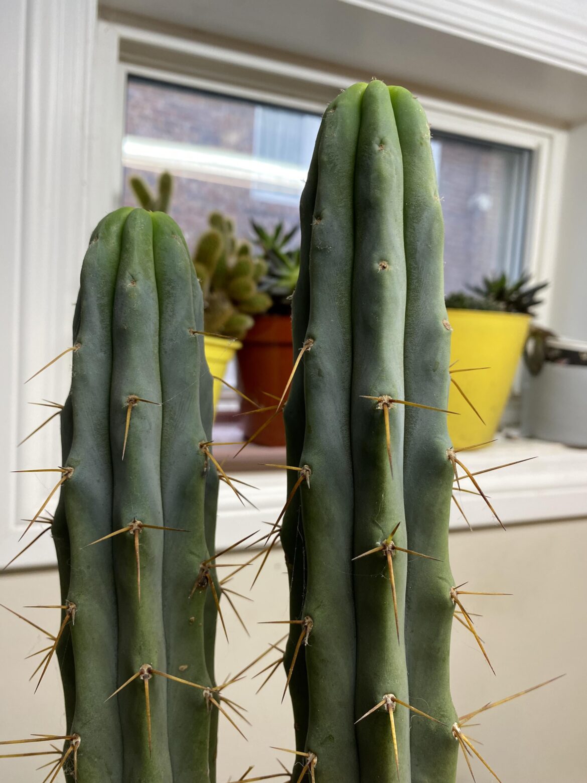 Anyone know why some Bridgesii grow spineless in the winter?
