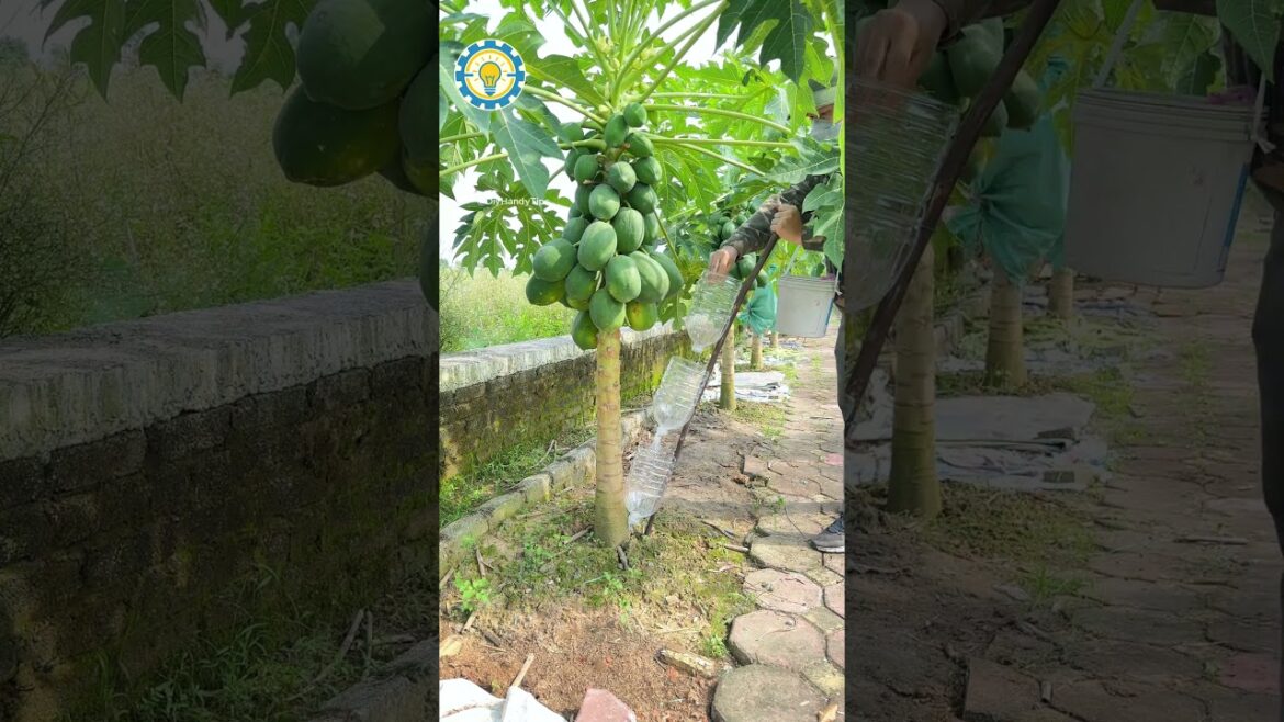 Great DIY Garden Tip – Recycle a Bottle for Precise Fertilizer Distribution!