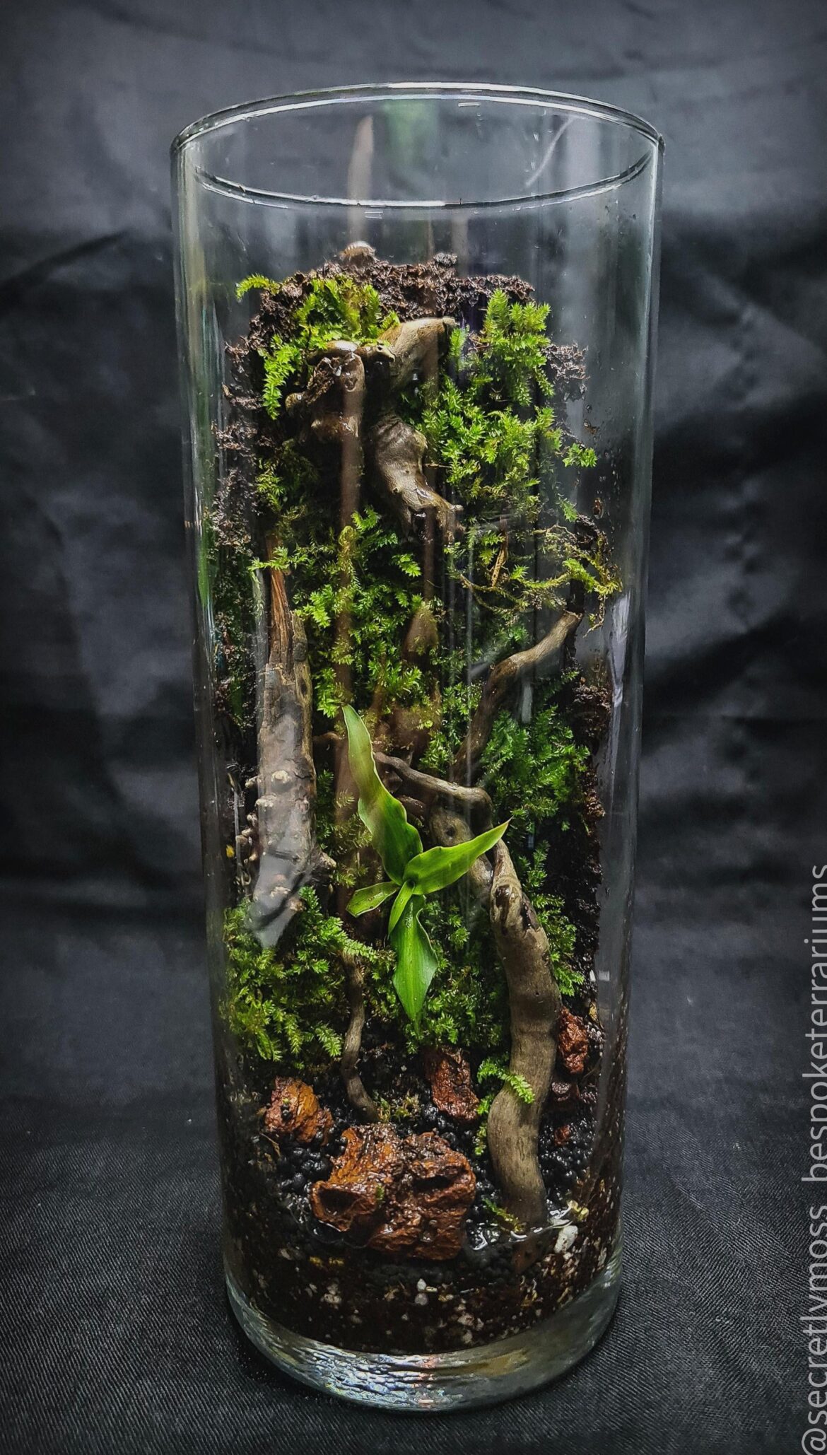 My most recent vertical mossarium. Had so much fun with this one!